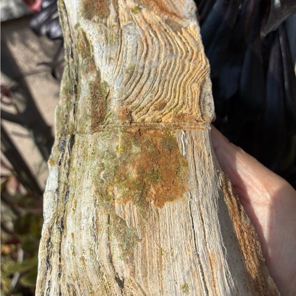 Large Rare Petrified Wood W Agate Veins Specimen Rough 4.4 Lbs - Picture 7 of 16